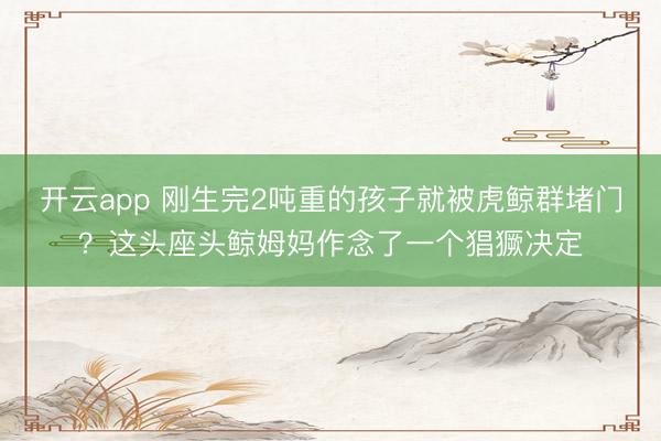 开云app 刚生完2吨重的孩子就被虎鲸群堵门？这头座头鲸姆妈作念了一个猖獗决定
